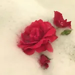 Daire Kleine Milchbar Barrierefrei In Den Bergen Auf Dem Hof Grindelborn *