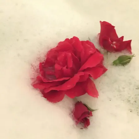 Apartment Kleine Milchbar Barrierefrei In Den Bergen Auf Dem Hof Grindelborn *