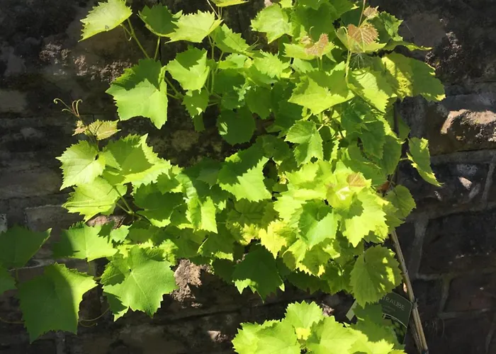 Kleine Milchbar Barrierefrei In Den Bergen Auf Dem Hof Grindelborn 아파트 Mürlenbach